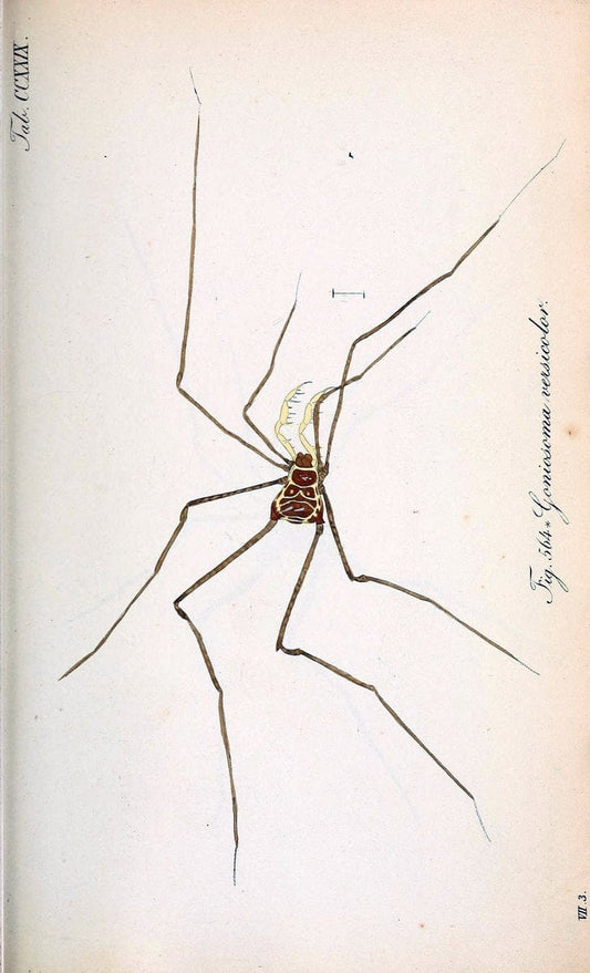 Die Arachniden :.NÃ¼rnberg :In der C. H. Zeh'schen Buchhandlung,1831-1848.. |  | Vintage Print Reproduction 470758