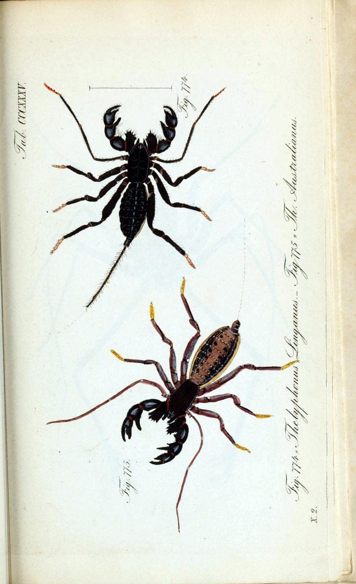 Die Arachniden :.NÃ¼rnberg :In der C. H. Zeh'schen Buchhandlung,1831-1848.. |  | Vintage Print Reproduction 470759