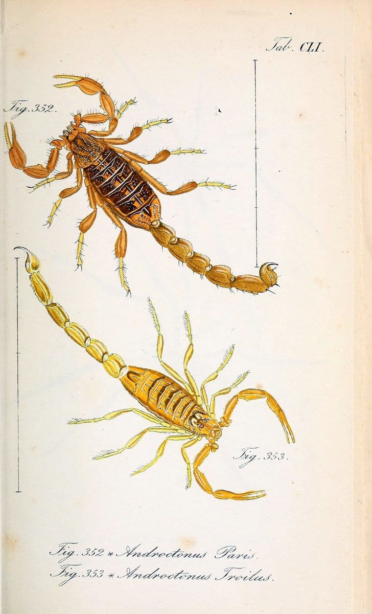 Die Arachniden :.NÃ¼rnberg :In der C. H. Zeh'schen Buchhandlung,1831-1848.. |  | Vintage Print Reproduction 470760