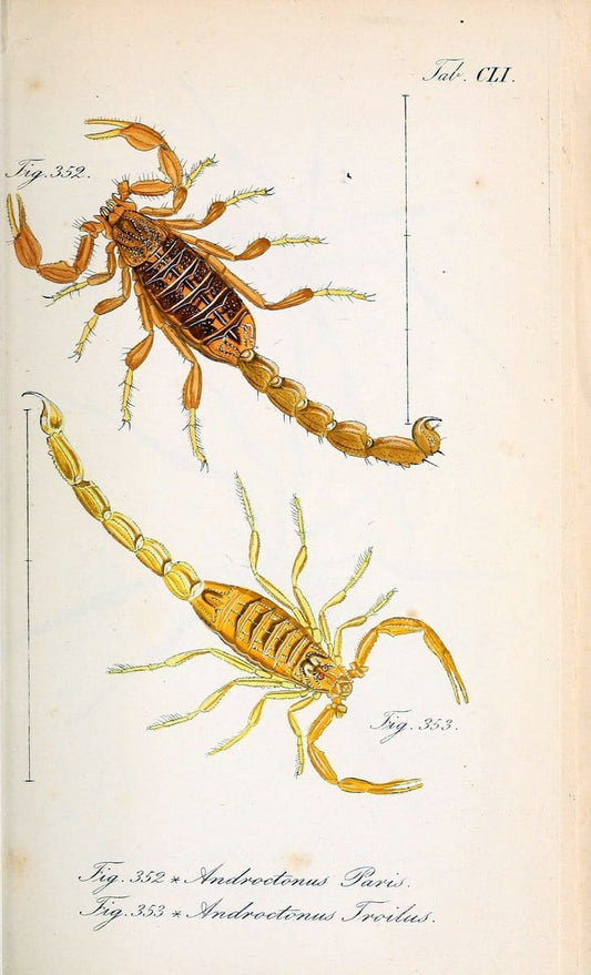 Die Arachniden :.NÃ¼rnberg :In der C. H. Zeh'schen Buchhandlung,1831-1848.. |  | Vintage Print Reproduction 470760
