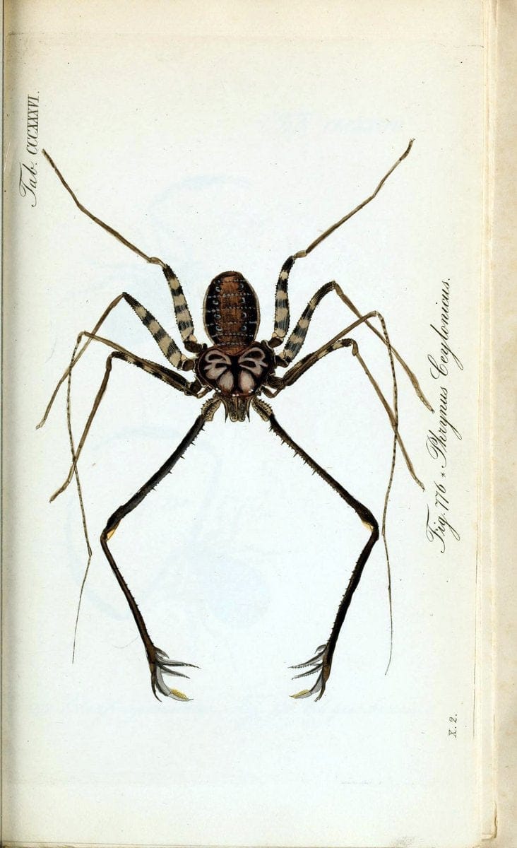 Die Arachniden :.NÃ¼rnberg :In der C. H. Zeh'schen Buchhandlung,1831-1848.. |  | Vintage Print Reproduction 470762