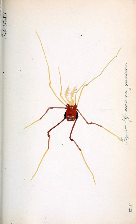 Die Arachniden :.NÃ¼rnberg :In der C. H. Zeh'schen Buchhandlung,1831-1848.. |  | Vintage Print Reproduction 470763