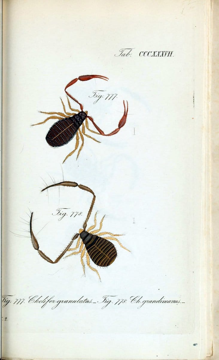 Die Arachniden :.NÃ¼rnberg :In der C. H. Zeh'schen Buchhandlung,1831-1848.. |  | Vintage Print Reproduction 470764
