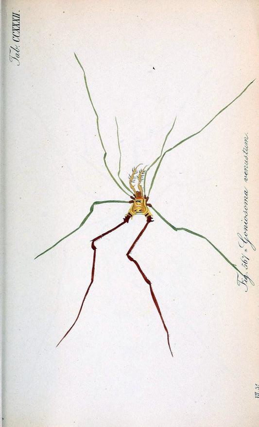 Die Arachniden :.NÃ¼rnberg :In der C. H. Zeh'schen Buchhandlung,1831-1848.. |  | Vintage Print Reproduction 470765