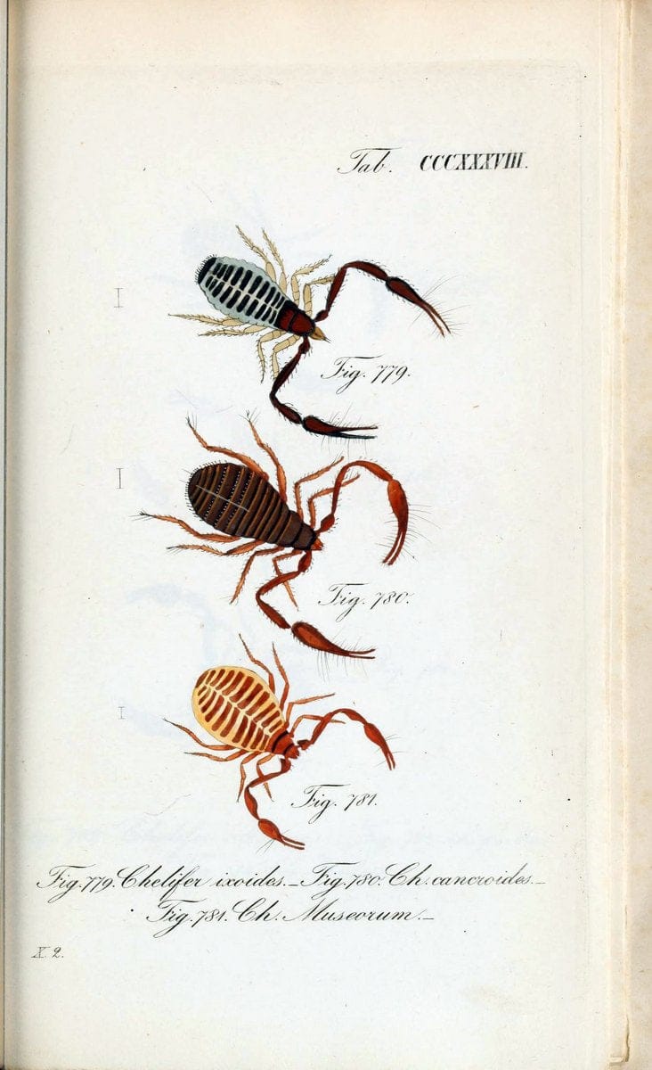 Die Arachniden :.NÃ¼rnberg :In der C. H. Zeh'schen Buchhandlung,1831-1848.. |  | Vintage Print Reproduction 470766