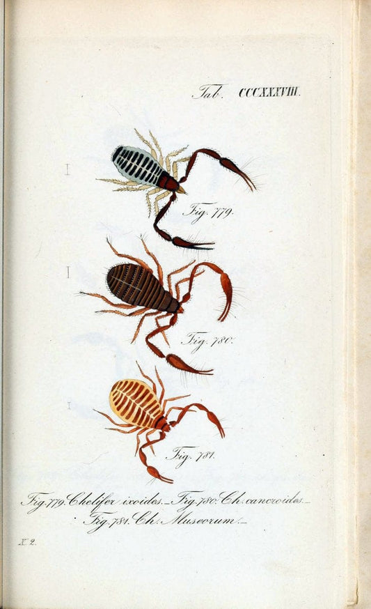 Die Arachniden :.NÃ¼rnberg :In der C. H. Zeh'schen Buchhandlung,1831-1848.. |  | Vintage Print Reproduction 470766