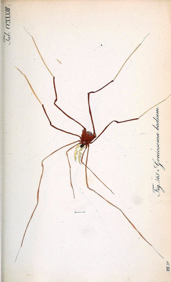 Die Arachniden :.NÃ¼rnberg :In der C. H. Zeh'schen Buchhandlung,1831-1848.. |  | Vintage Print Reproduction 470767