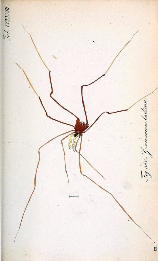 Die Arachniden :.NÃ¼rnberg :In der C. H. Zeh'schen Buchhandlung,1831-1848.. |  | Vintage Print Reproduction 470767