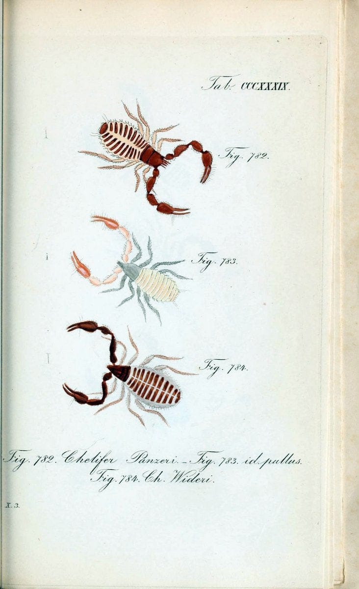 Die Arachniden :.NÃ¼rnberg :In der C. H. Zeh'schen Buchhandlung,1831-1848.. |  | Vintage Print Reproduction 470768