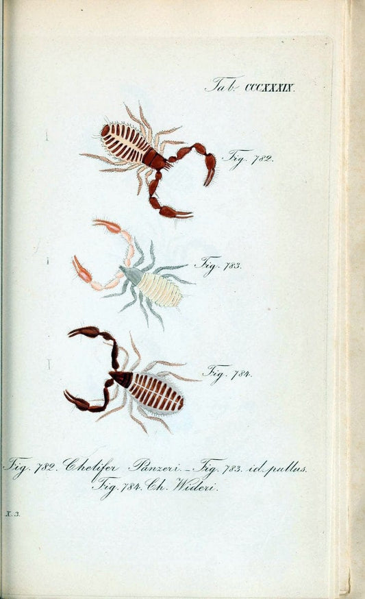Die Arachniden :.NÃ¼rnberg :In der C. H. Zeh'schen Buchhandlung,1831-1848.. |  | Vintage Print Reproduction 470768