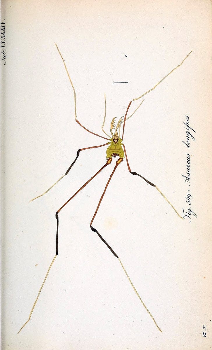 Die Arachniden :.NÃ¼rnberg :In der C. H. Zeh'schen Buchhandlung,1831-1848.. |  | Vintage Print Reproduction 470769