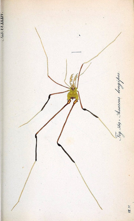 Die Arachniden :.NÃ¼rnberg :In der C. H. Zeh'schen Buchhandlung,1831-1848.. |  | Vintage Print Reproduction 470769