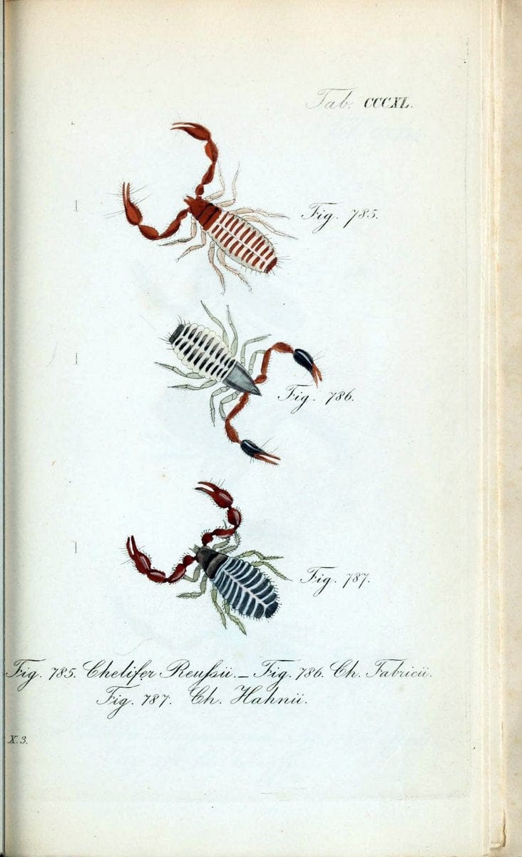 Die Arachniden :.NÃ¼rnberg :In der C. H. Zeh'schen Buchhandlung,1831-1848.. |  | Vintage Print Reproduction 470770