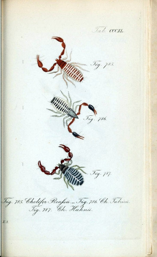 Die Arachniden :.NÃ¼rnberg :In der C. H. Zeh'schen Buchhandlung,1831-1848.. |  | Vintage Print Reproduction 470770
