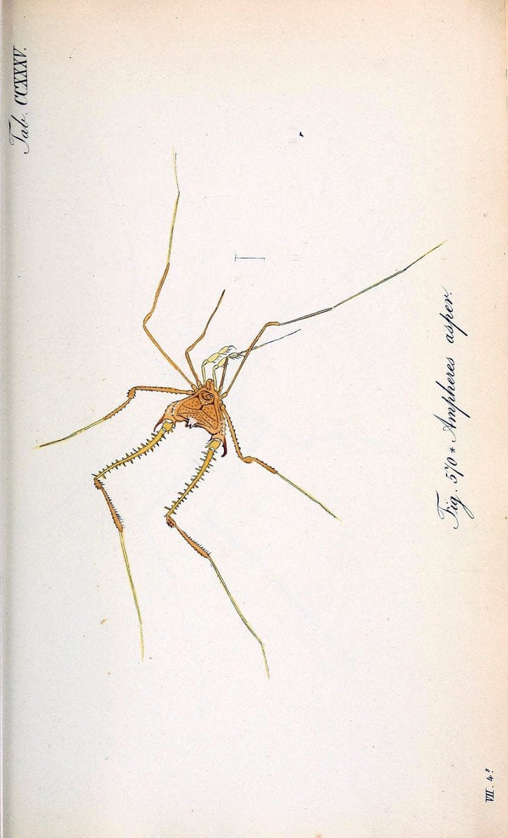 Die Arachniden :.NÃ¼rnberg :In der C. H. Zeh'schen Buchhandlung,1831-1848.. |  | Vintage Print Reproduction 470771