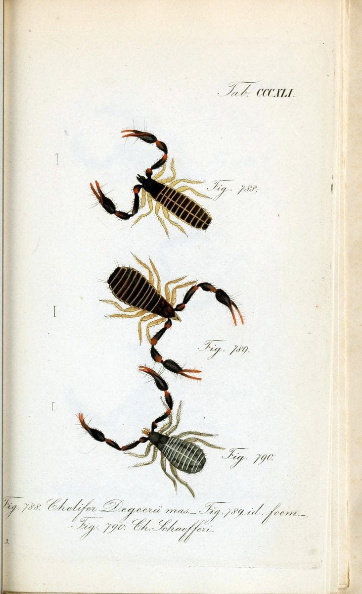 Die Arachniden :.NÃ¼rnberg :In der C. H. Zeh'schen Buchhandlung,1831-1848.. |  | Vintage Print Reproduction 470772