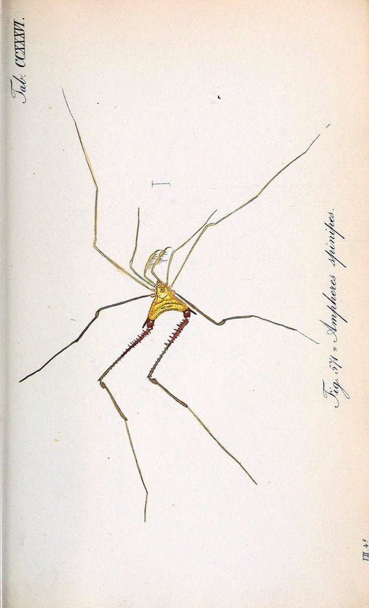 Die Arachniden :.NÃ¼rnberg :In der C. H. Zeh'schen Buchhandlung,1831-1848.. |  | Vintage Print Reproduction 470773