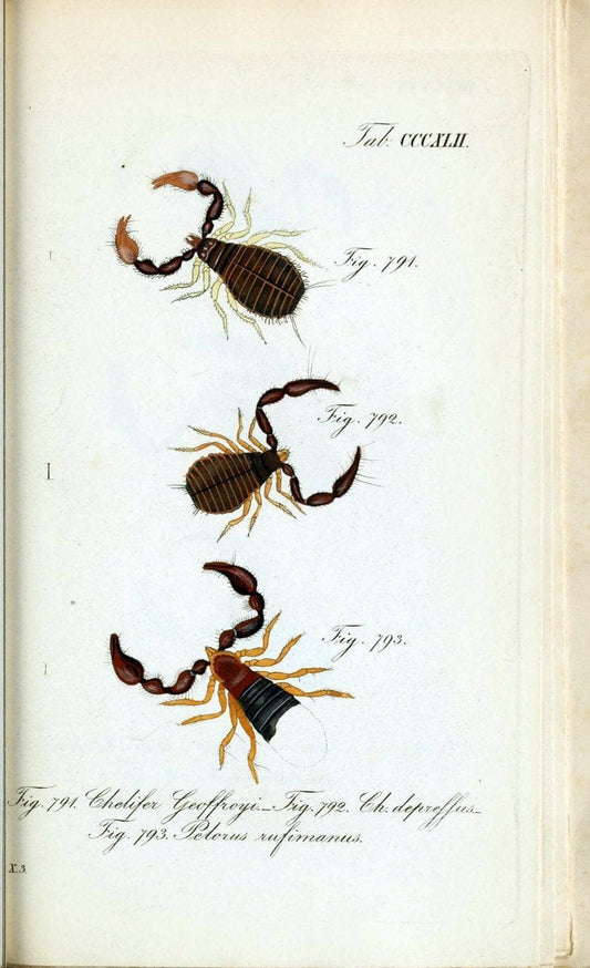 Die Arachniden :.NÃ¼rnberg :In der C. H. Zeh'schen Buchhandlung,1831-1848.. |  | Vintage Print Reproduction 470774