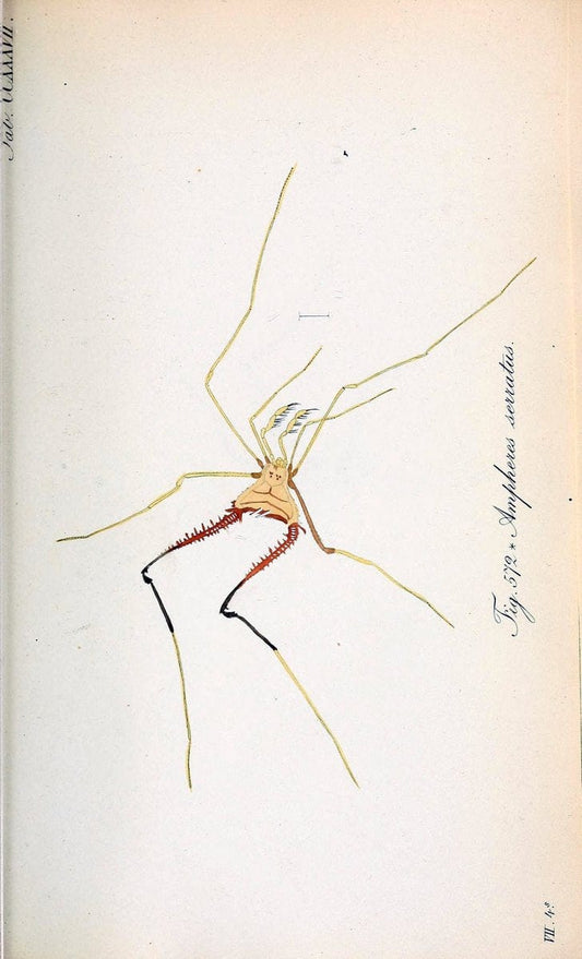 Die Arachniden :.NÃ¼rnberg :In der C. H. Zeh'schen Buchhandlung,1831-1848.. |  | Vintage Print Reproduction 470775