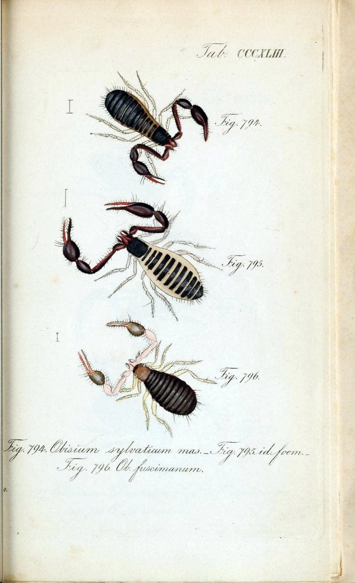 Die Arachniden :.NÃ¼rnberg :In der C. H. Zeh'schen Buchhandlung,1831-1848.. |  | Vintage Print Reproduction 470776