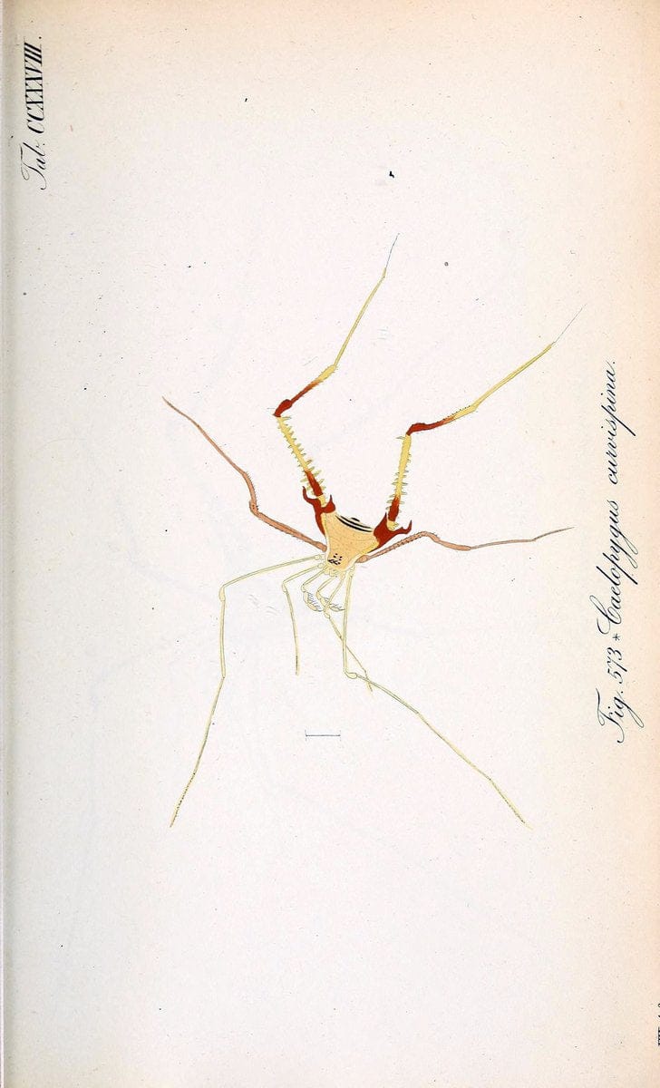 Die Arachniden :.NÃ¼rnberg :In der C. H. Zeh'schen Buchhandlung,1831-1848.. |  | Vintage Print Reproduction 470777
