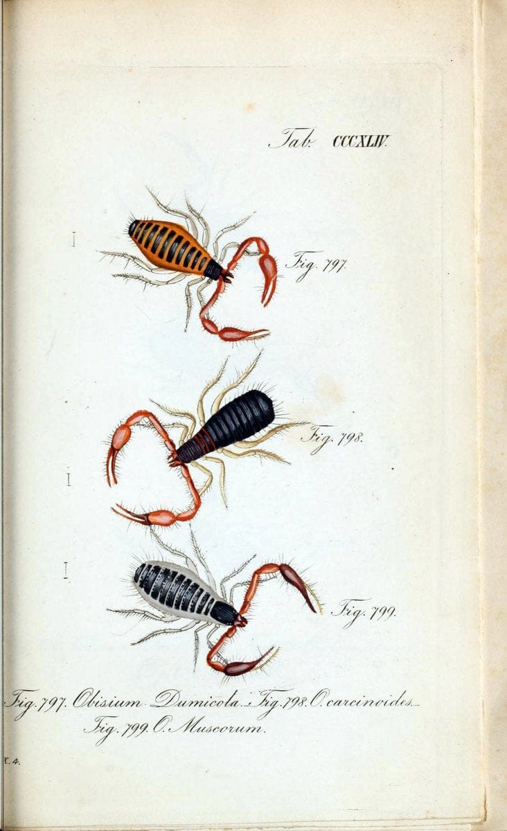 Die Arachniden :.NÃ¼rnberg :In der C. H. Zeh'schen Buchhandlung,1831-1848.. |  | Vintage Print Reproduction 470778