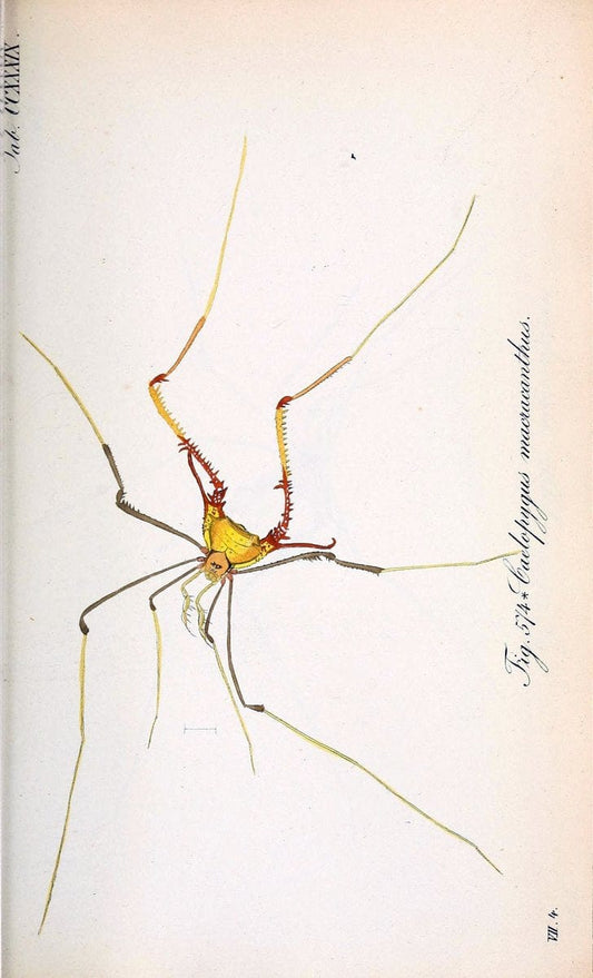 Die Arachniden :.NÃ¼rnberg :In der C. H. Zeh'schen Buchhandlung,1831-1848.. |  | Vintage Print Reproduction 470779