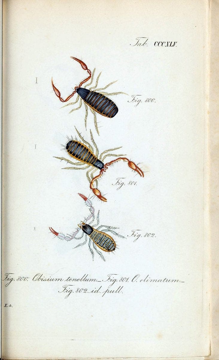 Die Arachniden :.NÃ¼rnberg :In der C. H. Zeh'schen Buchhandlung,1831-1848.. |  | Vintage Print Reproduction 470780