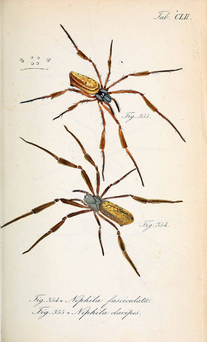 Die Arachniden :.NÃ¼rnberg :In der C. H. Zeh'schen Buchhandlung,1831-1848.. |  | Vintage Print Reproduction 470781