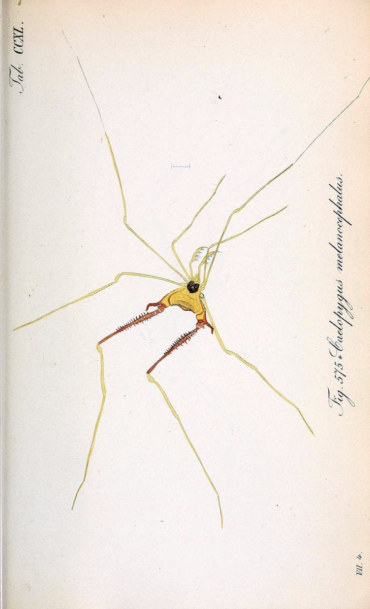 Die Arachniden :.NÃ¼rnberg :In der C. H. Zeh'schen Buchhandlung,1831-1848.. |  | Vintage Print Reproduction 470782