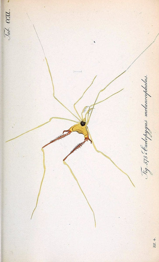 Die Arachniden :.NÃ¼rnberg :In der C. H. Zeh'schen Buchhandlung,1831-1848.. |  | Vintage Print Reproduction 470782