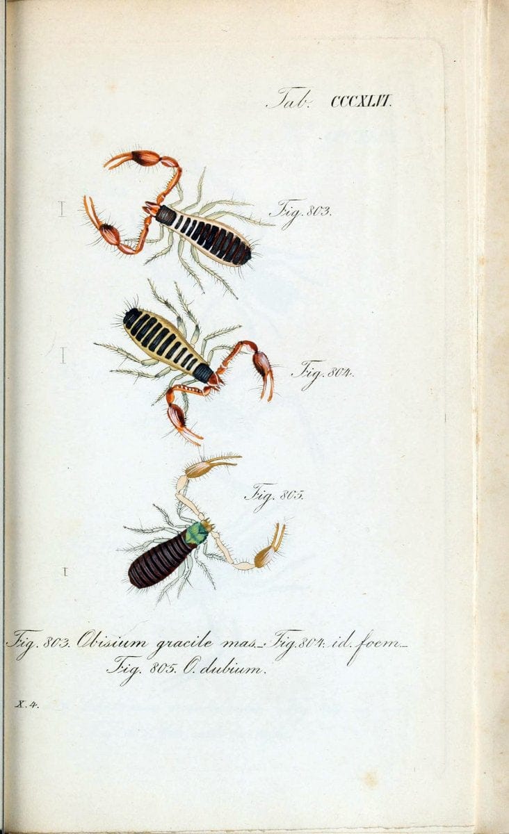 Die Arachniden :.NÃ¼rnberg :In der C. H. Zeh'schen Buchhandlung,1831-1848.. |  | Vintage Print Reproduction 470783