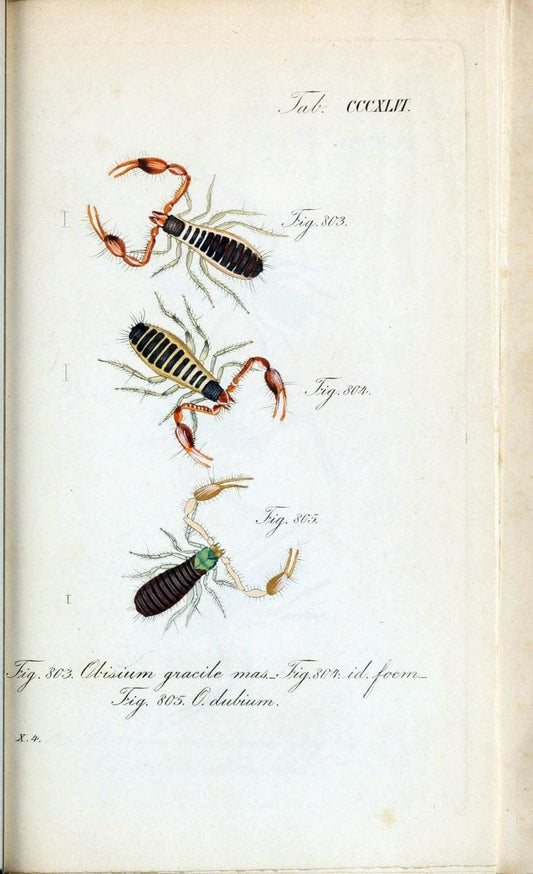 Die Arachniden :.NÃ¼rnberg :In der C. H. Zeh'schen Buchhandlung,1831-1848.. |  | Vintage Print Reproduction 470783