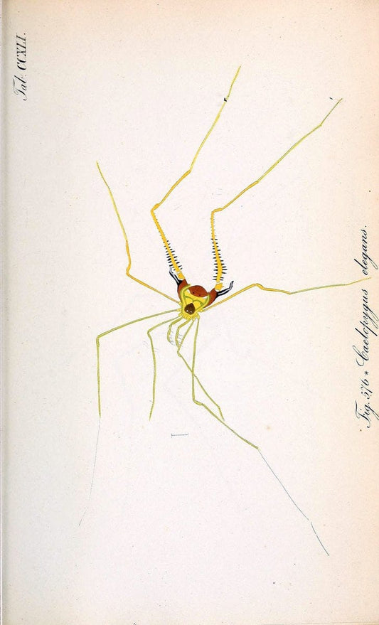 Die Arachniden :.NÃ¼rnberg :In der C. H. Zeh'schen Buchhandlung,1831-1848.. |  | Vintage Print Reproduction 470784
