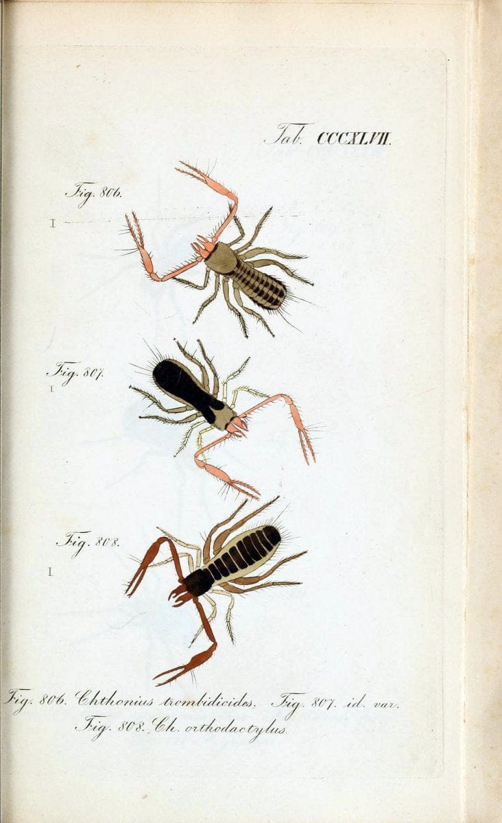 Die Arachniden :.NÃ¼rnberg :In der C. H. Zeh'schen Buchhandlung,1831-1848.. |  | Vintage Print Reproduction 470785