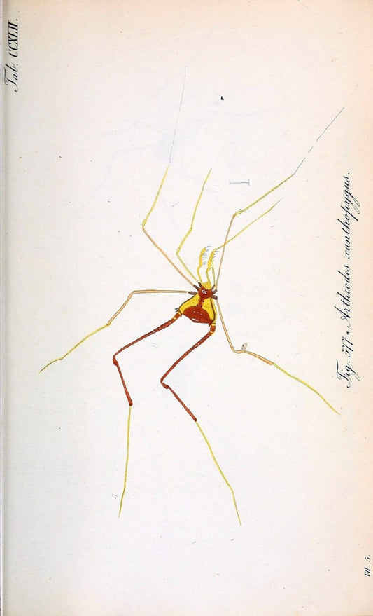 Die Arachniden :.NÃ¼rnberg :In der C. H. Zeh'schen Buchhandlung,1831-1848.. |  | Vintage Print Reproduction 470786