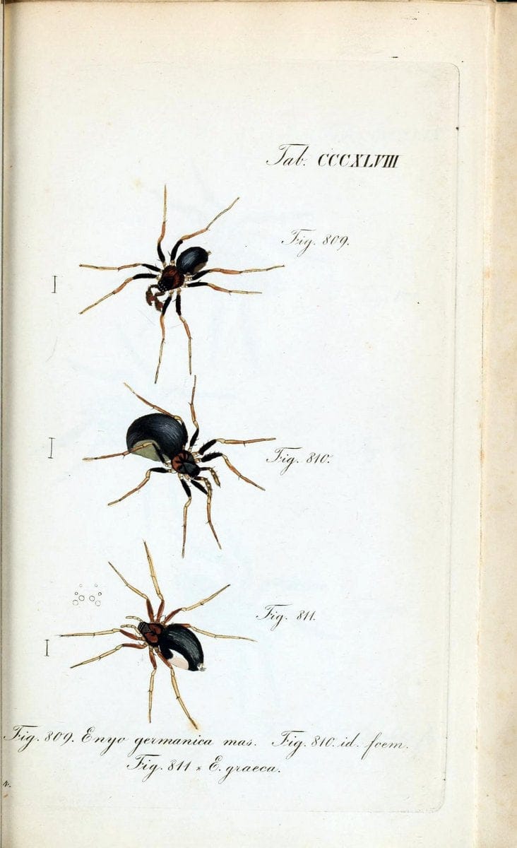 Die Arachniden :.NÃ¼rnberg :In der C. H. Zeh'schen Buchhandlung,1831-1848.. |  | Vintage Print Reproduction 470787