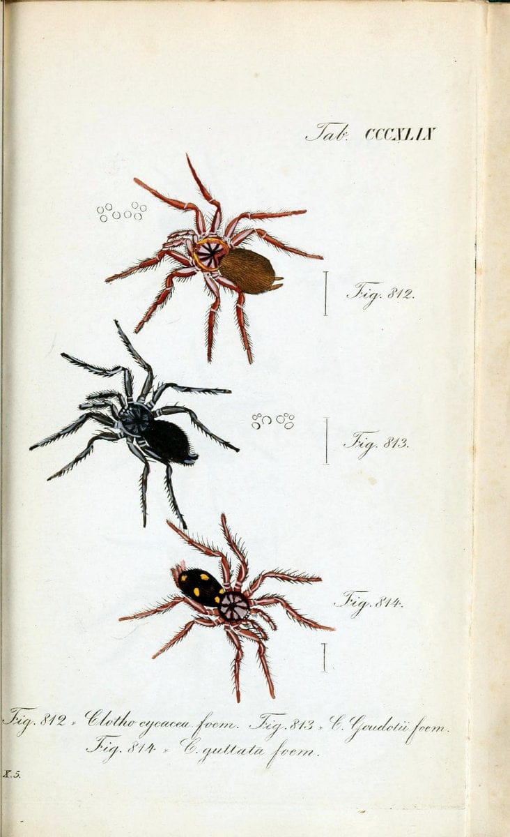 Die Arachniden :.NÃ¼rnberg :In der C. H. Zeh'schen Buchhandlung,1831-1848.. |  | Vintage Print Reproduction 470788