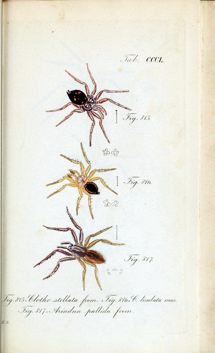 Die Arachniden :.NÃ¼rnberg :In der C. H. Zeh'schen Buchhandlung,1831-1848.. |  | Vintage Print Reproduction 470789