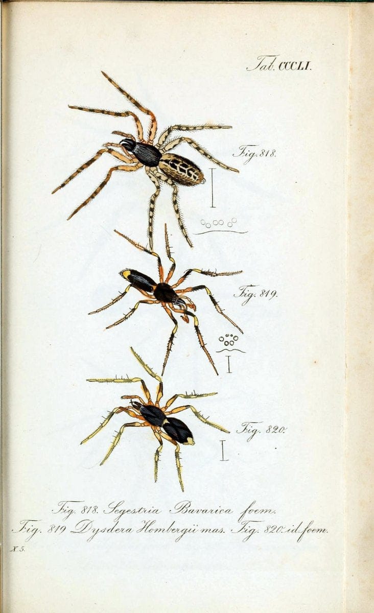 Die Arachniden :.NÃ¼rnberg :In der C. H. Zeh'schen Buchhandlung,1831-1848.. |  | Vintage Print Reproduction 470790