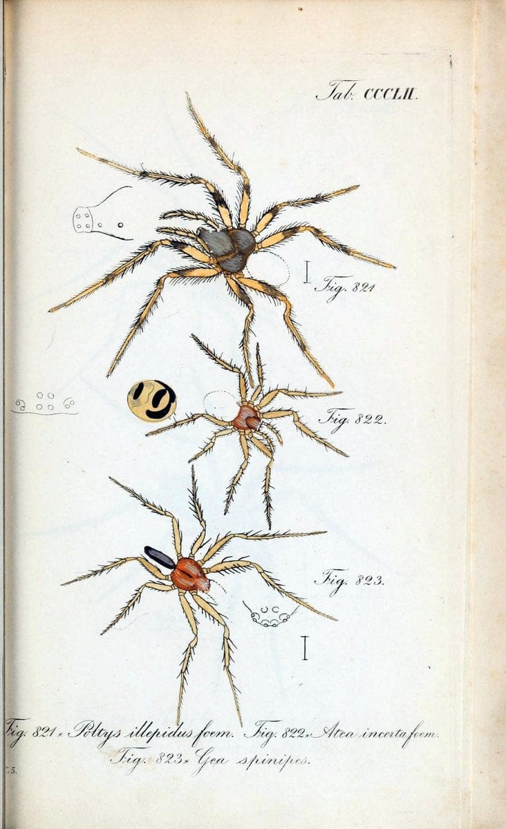 Die Arachniden :.NÃ¼rnberg :In der C. H. Zeh'schen Buchhandlung,1831-1848.. |  | Vintage Print Reproduction 470791