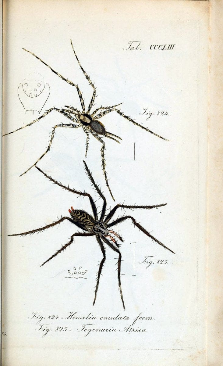 Die Arachniden :.NÃ¼rnberg :In der C. H. Zeh'schen Buchhandlung,1831-1848.. |  | Vintage Print Reproduction 470792