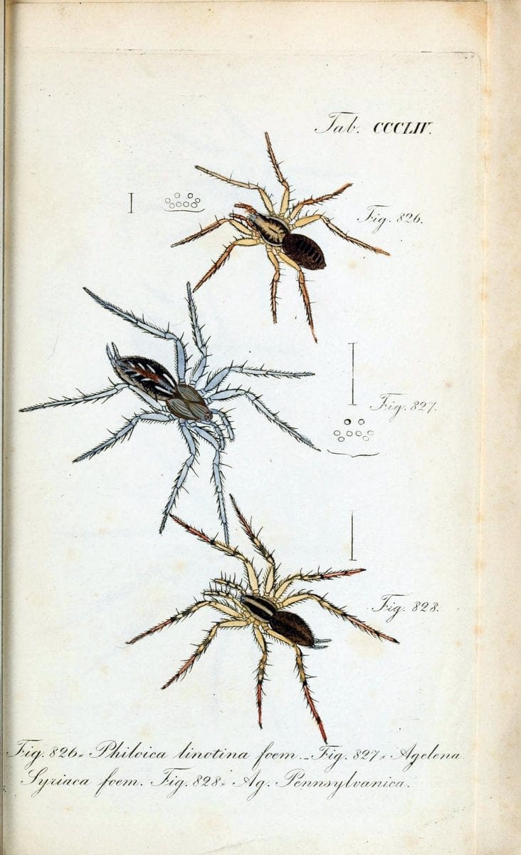 Die Arachniden :.NÃ¼rnberg :In der C. H. Zeh'schen Buchhandlung,1831-1848.. |  | Vintage Print Reproduction 470793