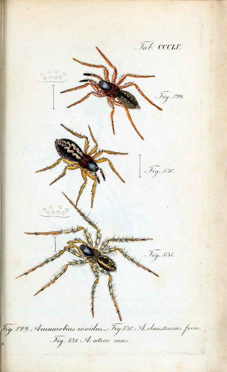 Die Arachniden :.NÃ¼rnberg :In der C. H. Zeh'schen Buchhandlung,1831-1848.. |  | Vintage Print Reproduction 470794