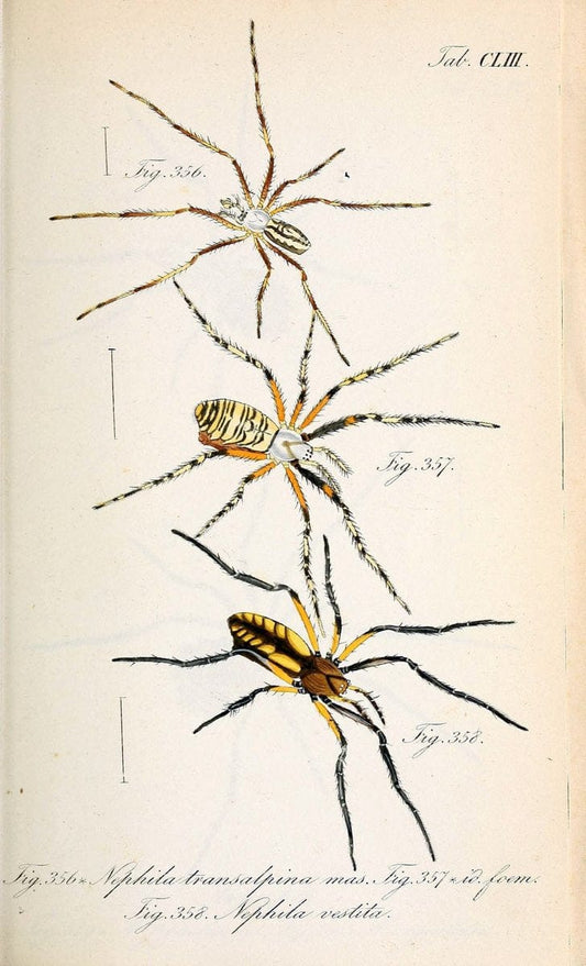 Die Arachniden :.NÃ¼rnberg :In der C. H. Zeh'schen Buchhandlung,1831-1848.. |  | Vintage Print Reproduction 470795