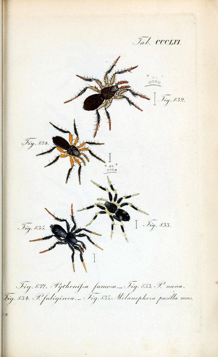 Die Arachniden :.NÃ¼rnberg :In der C. H. Zeh'schen Buchhandlung,1831-1848.. |  | Vintage Print Reproduction 470796