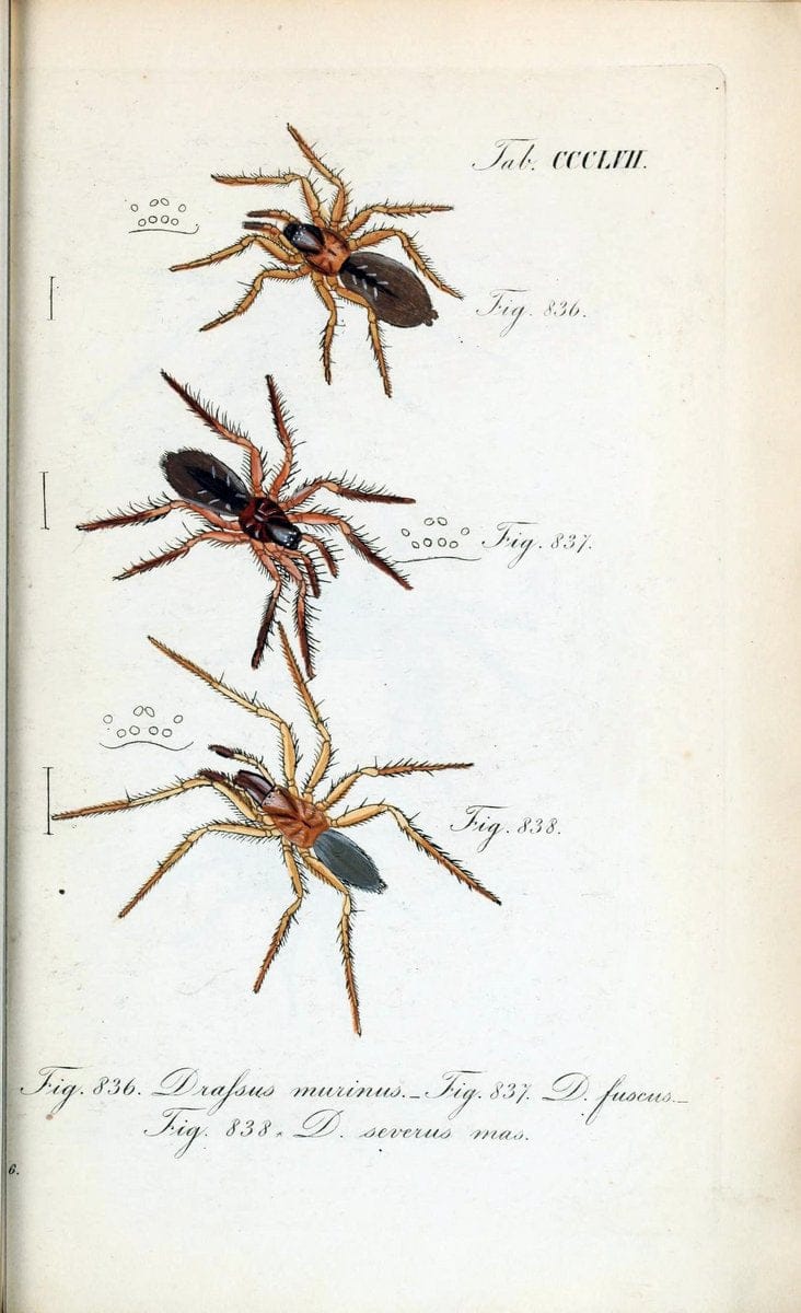 Die Arachniden :.NÃ¼rnberg :In der C. H. Zeh'schen Buchhandlung,1831-1848.. |  | Vintage Print Reproduction 470797