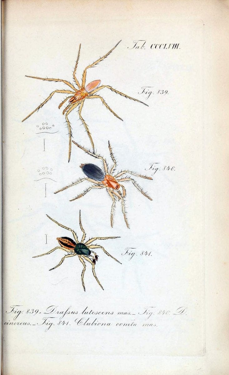 Die Arachniden :.NÃ¼rnberg :In der C. H. Zeh'schen Buchhandlung,1831-1848.. |  | Vintage Print Reproduction 470798
