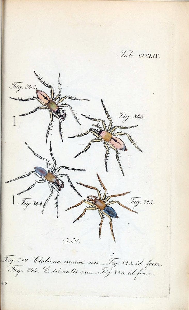 Die Arachniden :.NÃ¼rnberg :In der C. H. Zeh'schen Buchhandlung,1831-1848.. |  | Vintage Print Reproduction 470799