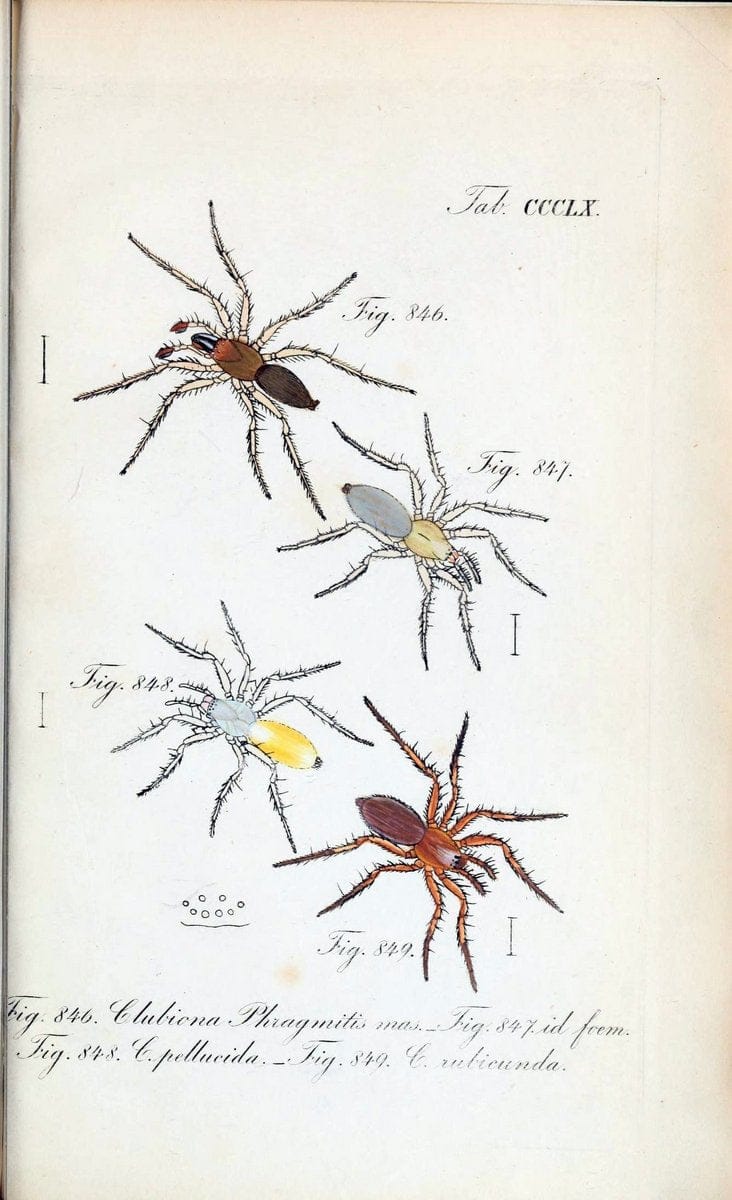 Die Arachniden :.NÃ¼rnberg :In der C. H. Zeh'schen Buchhandlung,1831-1848.. |  | Vintage Print Reproduction 470800